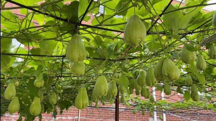 រសជាតិផ្អែមត្រជាក់របស់ផ្លែស៊ូខ្ចីនៅលើភ្នំកឹម ខេត្តអាងយ៉ាង។