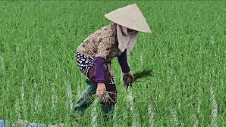 Danak dak sap Cam 16_12_2025