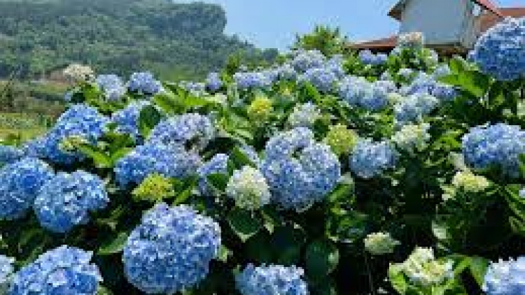 Danak dak sap Cam 25_12_2025