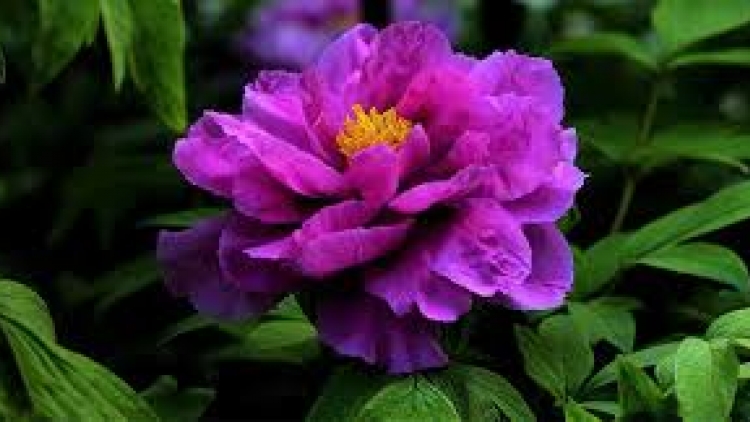 Danak dak sap Cam 26_12_2025