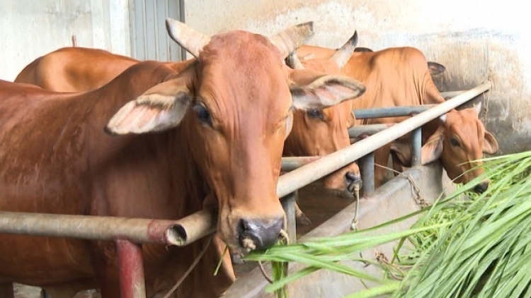 Ngon tô thứ 3 mự 9 căm bườn 12 pì 2025 – Lang đì té luông dệt tảnh liệng ngua quai hẳư pi văn