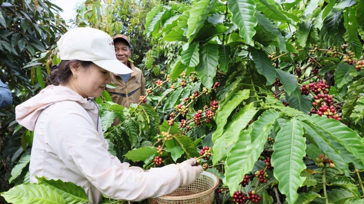Càr Dăk Lăk sồr tơnhào kơphe pal dum ngan bŭ lah trồ tiah ờ niam