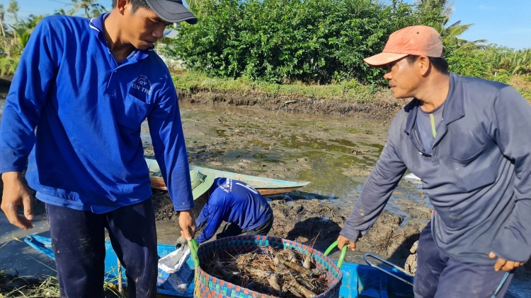 កសិករកាម៉ៅក្នុងយុគសម័យនៃការផ្លាស់ប្តូរឌីជីថល៖ រៀនតាមអ៊ីនធឺណិត ក្លាយជាអ្នកមាននៅស្រុកកំណើតរបស់ខ្លួន។