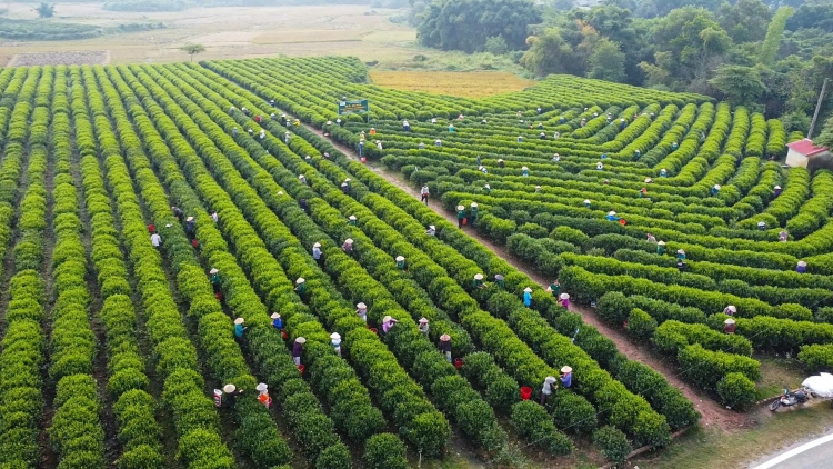 BẠI FẤN HẾT NÈM PÀY PANG CHỎI CÚA NẶM MƯỜNG DÚ THÁI NGUYÊN 