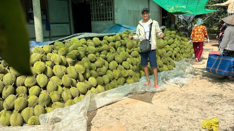 ផ្លែទូរេនផ្ទុយរដូវនៅខេត្តដុងថាបមានការប្រែប្រួលខាងតម្លៃ អ្នកចម្ការនៅតែមានចំណេញគួរសម។