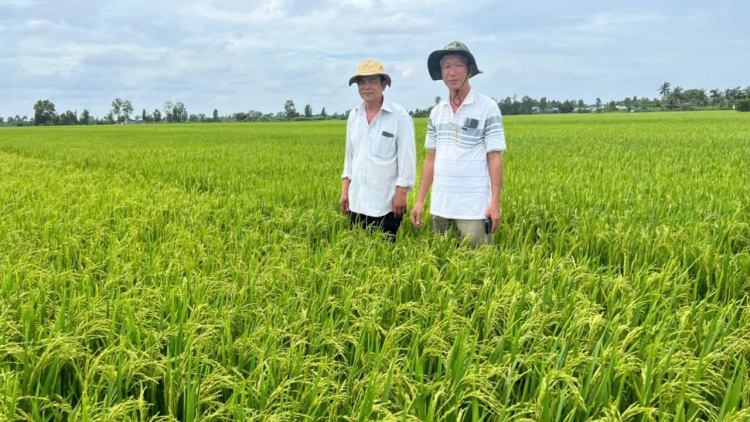 ដុងថាបចងសម្ព័ន្ធទម្រង់ផលិតស្រូវអនុវត្តបច្ចេកវិជ្ជាខ្ពស់ បំភាយឧស្ម័នទាប ពង្រីកគុណប្រយោជន៍។