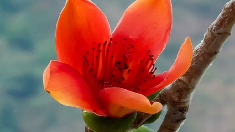 CHƯƠNG TRÌNH THEN, SLI, LƯỢN “ĐẢNG HỬ RÀ ĐIN NƯỚC MÙA XUÂN” (Chủ Nhật- Vằn 18/1/2026)