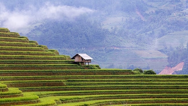Phai paz nhây phiến