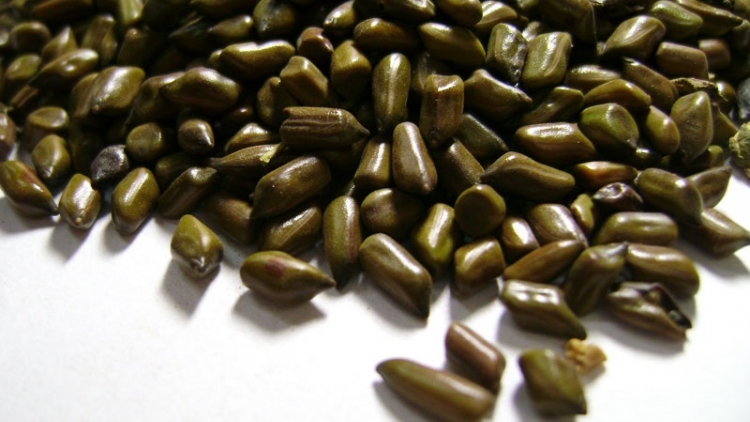 BẠI MÒN ĐÂY PJÒI CÚA MUỐI NHẢ BẺ TÓI XÁU SỨC RÈNG