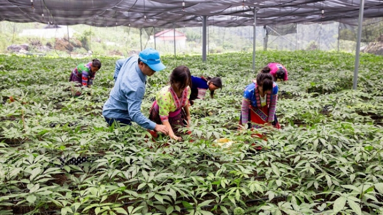 Tsaz yênhx nta suôz luk Hmôngz hnuz 29.01.2026