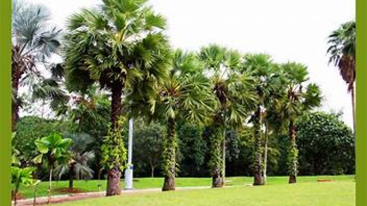 សង្កាត់ទិញបៀងអភិវឌ្ឍន៍ផលិតផលពីដើមត្នោត។