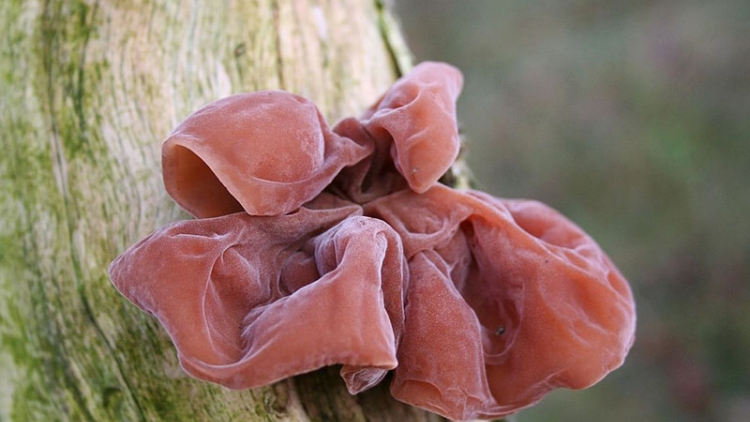 KIN CHÓP XU LÌNH PỀN LỪ SLE ĐÂY HẨƯ SỨC RÈNG