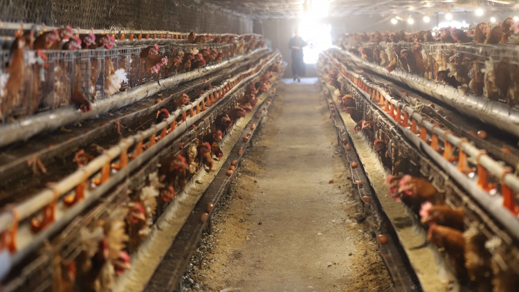 Xor xưv faz Bắc hnuz 29/01/2026