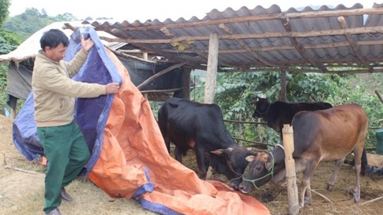 Xor xưv faz Bắc hnuz xiêz 8/1/2026