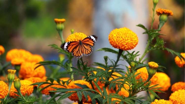 JALAN PALA PHUN CUC VAN THO CHOH BANGU DI TUKVAK TET