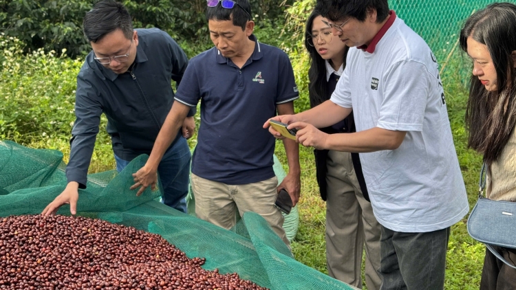 Kphê Robusta jăk Việt Nam mŭt hlăm thŭn mrâo hŏng klei hmăng hmưi leh anăn kpưn đĭ