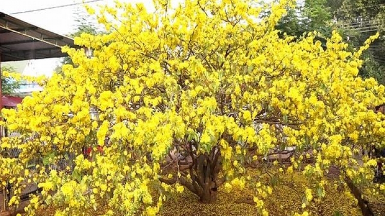 ប្រវត្តិផ្កាអង្គារ៍សីល