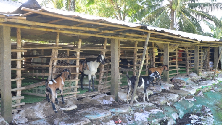 BH’RỢ BĂN BÉ DƯR ZI LÂH ĐHA RƯT COH CHR’VAL HOÀ BÌNH, TỈNH CÀ MAU