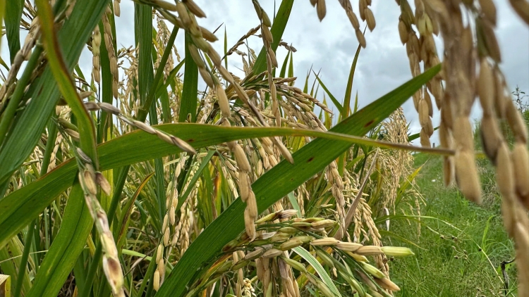 ឃុំអានគឺកៀរគរកម្លាំងប្រជាជនដើម្បីកសាងជនបទថ្មី