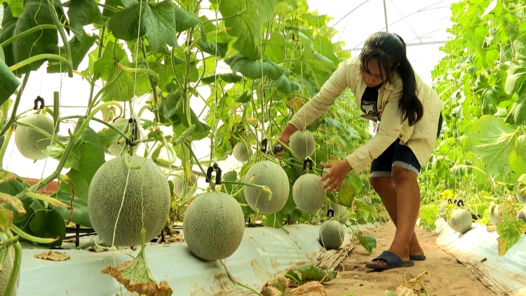 ឌីជីថុលភាវូបនីយកម្មកសិកម្ម -​ ដំណើរធ្វើមានពីស្រែចម្ការរបស់ស្រុកកំណើត។