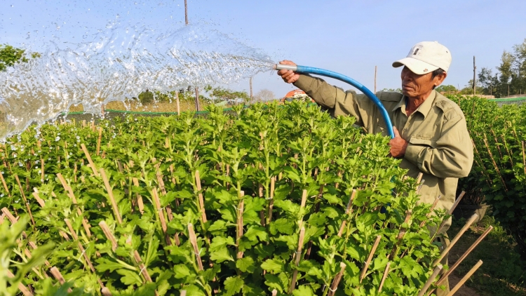 Mơ-eăm xông pêi cheăng klêi kơ’nâi têa kân lân lu, pơlê pêt reăng Bình Kiến, Dak Lak tơkôm troh rơnó Têt