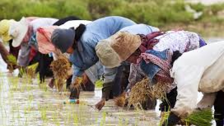 Danak dak sap Cam 13_01_2026