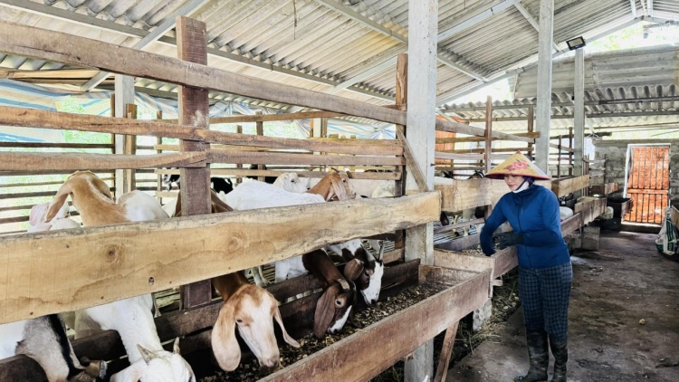 SLON PANG LIỆNG BẺ CẢI KHOÁI