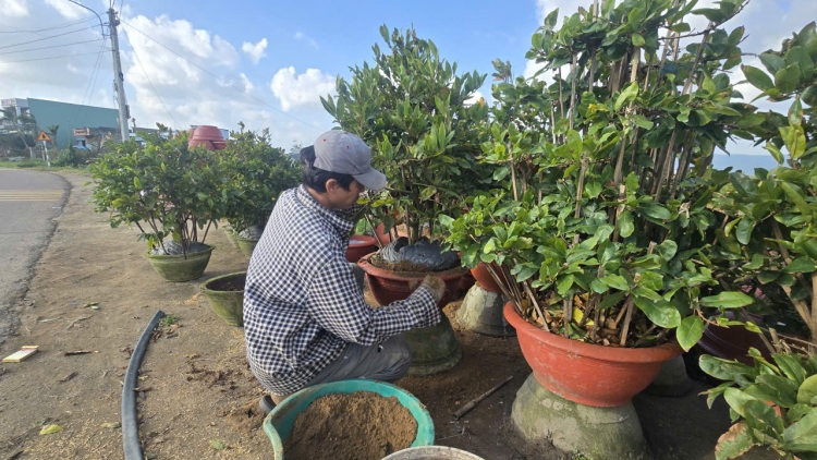 Pơlei pơtăm ‘long mai An Nhơn Bắc (Gia Lai) mât lơ̆m pơyan tĕch ƀât Têt