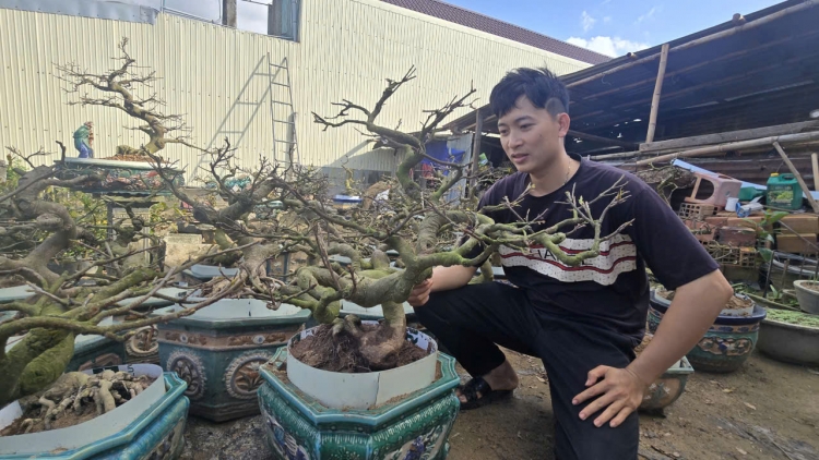 Plơi pla bơnga dar kơñĭ An Nhơn Bắc (Gia Lai) yak nao bơyan Tết