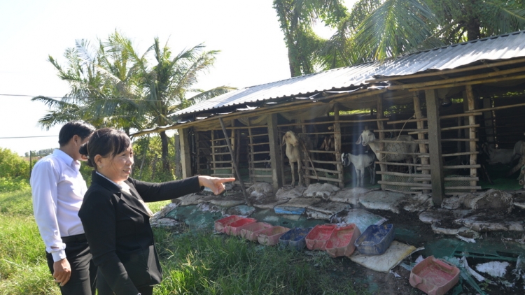 ទម្រង់ចិញ្ចឹមពពែចាកផុតពីភាពក្រីក្រនៅឃុំហ្វាប៊ិញ ខេត្តកាម៉ាវ។