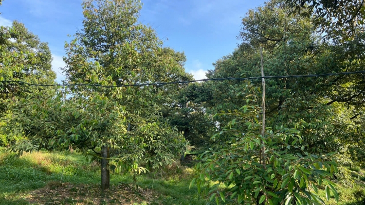 ធ្វើកសិកម្មសរីរាង្គ ទិសដៅស្ថិរភាព ការពារបរិស្ថាន លើកកម្ពស់តម្លៃកសិផល និងសុខភាពសហគមន៍