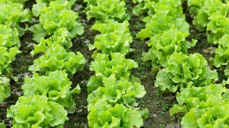 CHAY VẠ NGÒI CHƯỚNG CO PHJẮC DIỂP