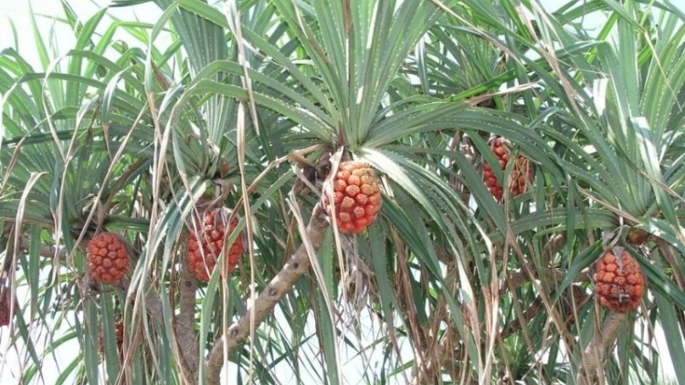 KỈ BÀI DA TỨ CO NAM LẠ