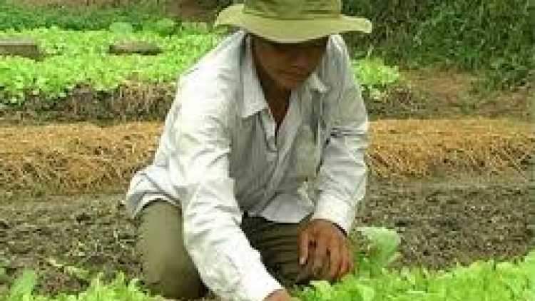 Danak dak sap Cam 10_01_2026