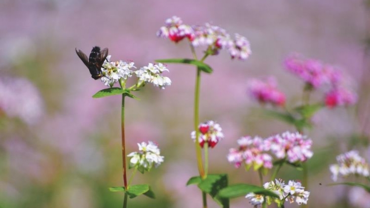 THEN SLI LƯỢN LẬP XUÂN