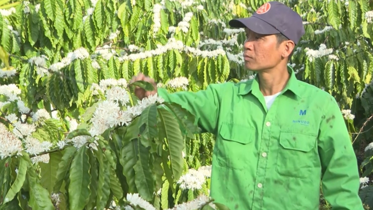 Kon pơlei jang chun mir păng jang xa Đắk Lắk năm jang ƀât blŭng sơnăm