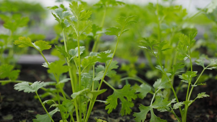 CHAY VẠ NGÒI CHƯỚNG CO PHJẮC CHÌ