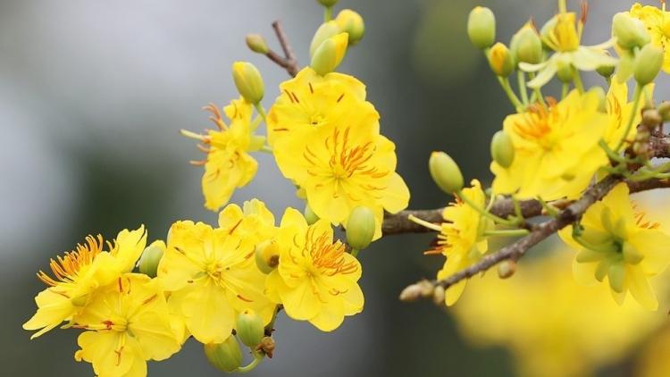 Lắng nghe mùa xuân về