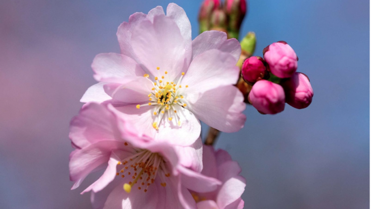 Lắng nghe mùa xuân về 