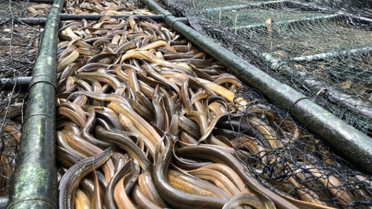 ប្រសិទ្ធភាពនៃទម្រង់ចិញ្ចឹមអន្ទង់គ្មានភក់នៅតំបន់បងប្អូនខ្មែរឃុំកើដរ។