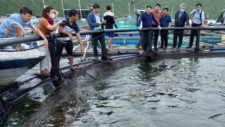 Khánh Hòa pơđĭ kyar ngă hmua hơđong kjăp, anăp nao jing anih rông akan hơdang ia rơsĭ phun dêh čar