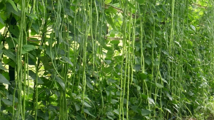 CHAY THÚA SLAI SLỬA MẢU XUÂN