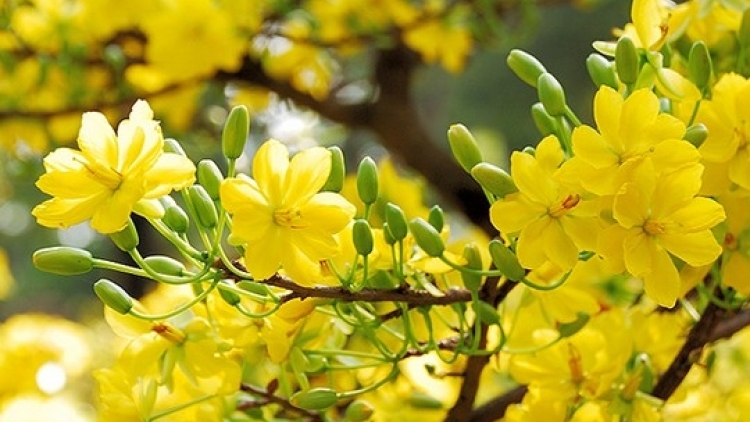 Danak dak sap Cam 17_02_2026