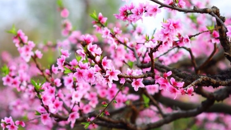 Danak dak sap Cam 16_02_2026