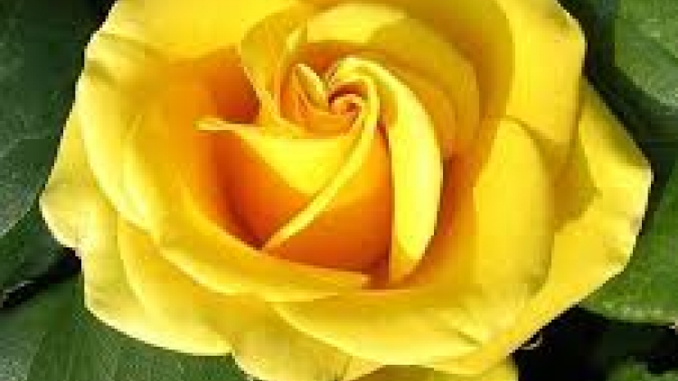 Danak dak sap Cam 06_02_2026