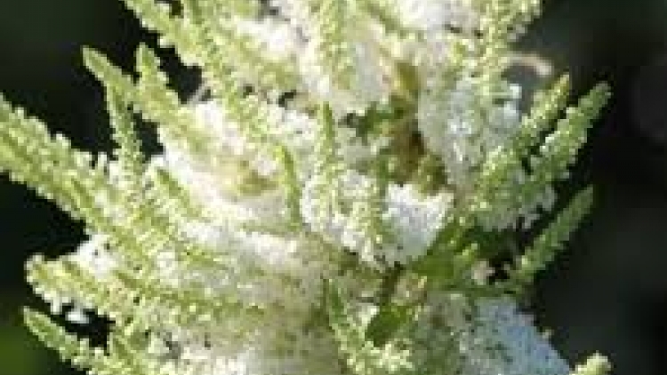 Danak dak sap Cam 10_02_2026