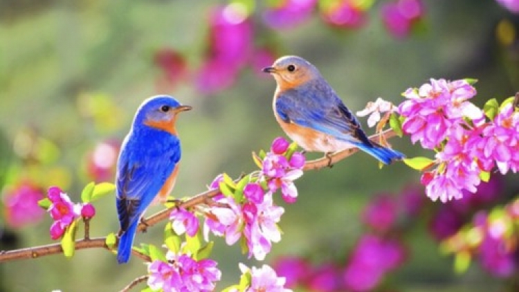 Lắng nghe mùa xuân về