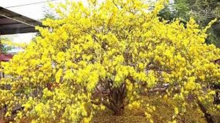 Danak dak sap Cam 04_02_2026