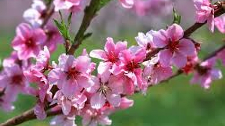 Danak dak sap Cam 05_01_2026