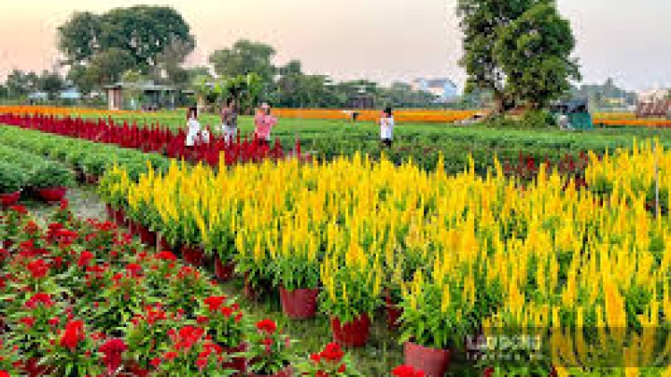 Danak dak sap Cam 11_02_2026